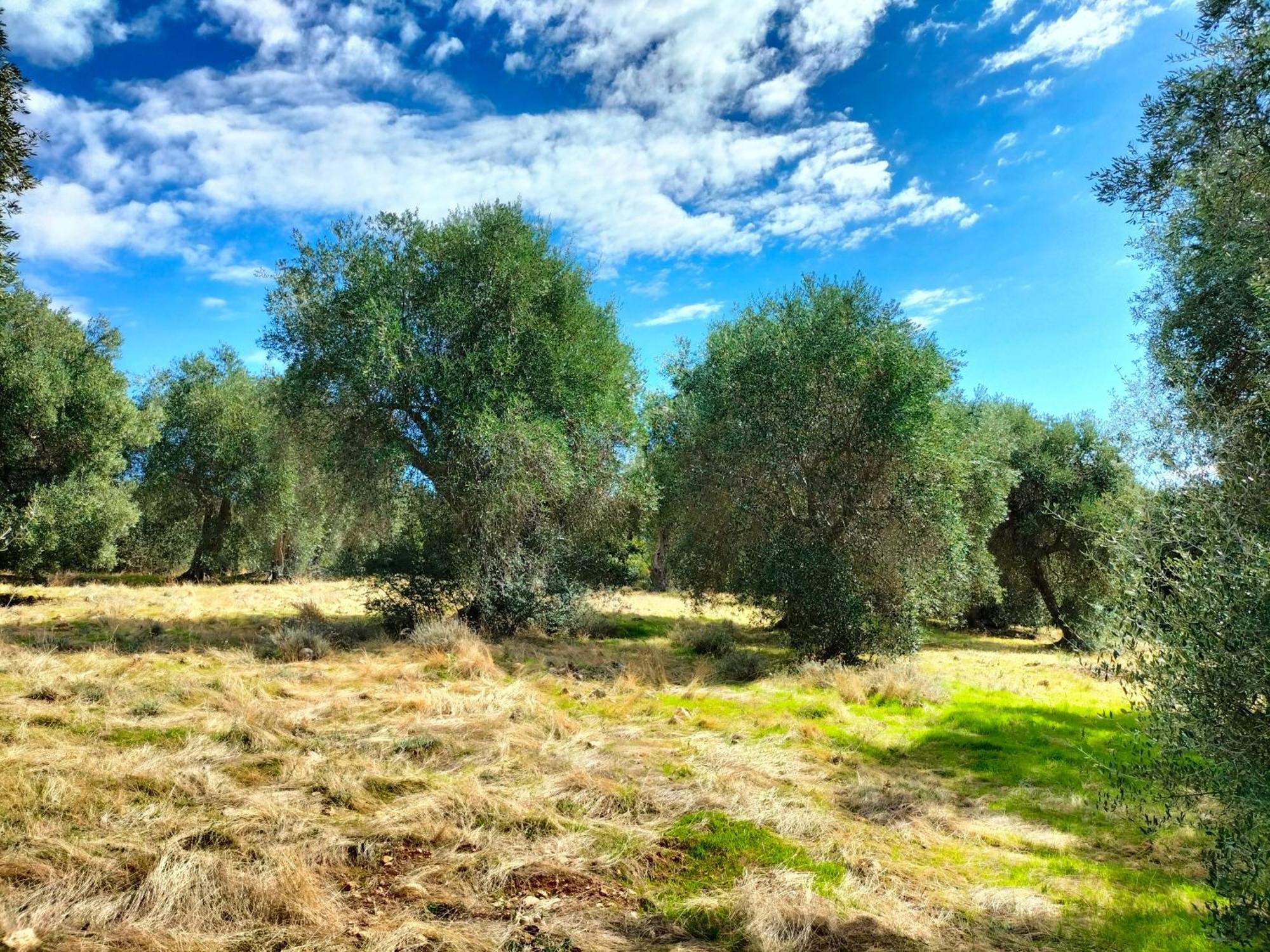 Agriturismo Lillastro Braccagni エクステリア 写真