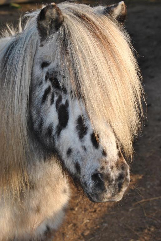 Agriturismo Lillastro Braccagni エクステリア 写真